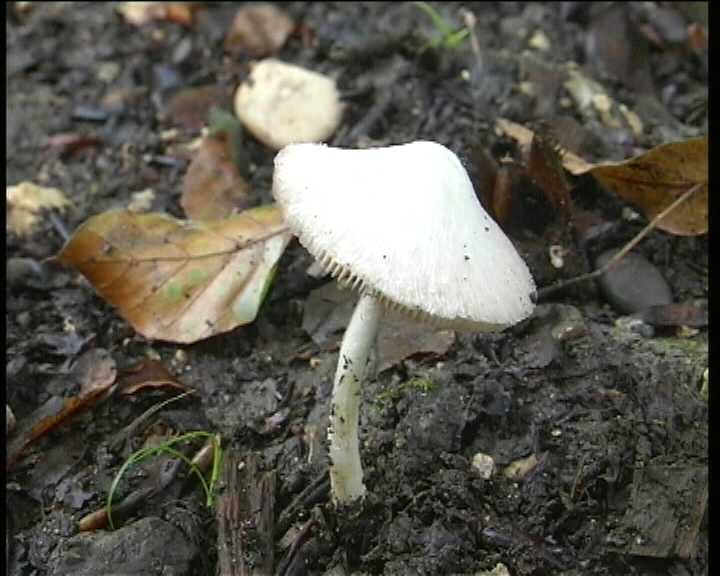 Volvariella hypopithys